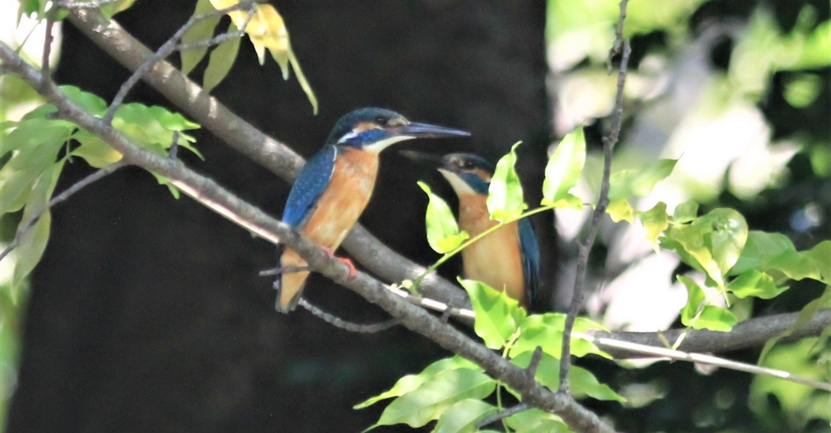 ミステリーハンターになれる可能性を考察してみる とりコレクター Note