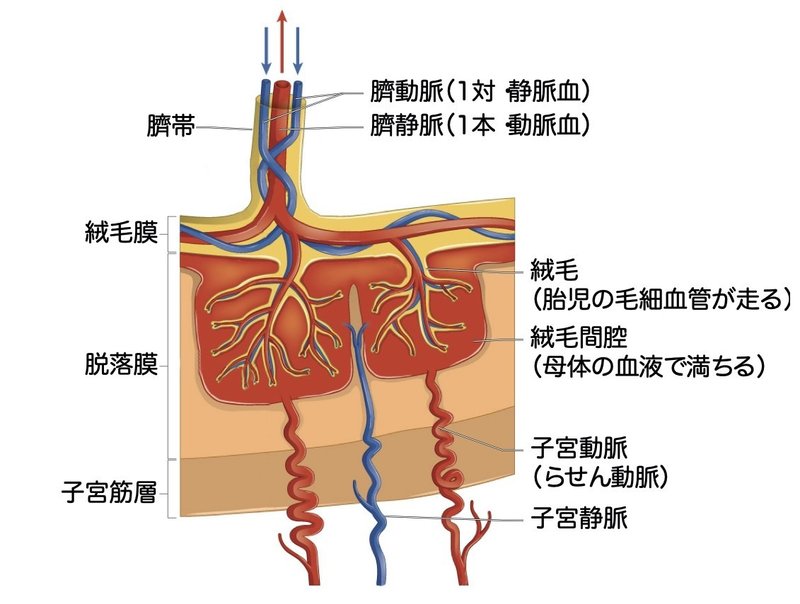 2 5 2 胎児循環 一問一答 黒澤一弘 Note 2 5 2 胎児循環 一問一答 黒澤一弘 Note