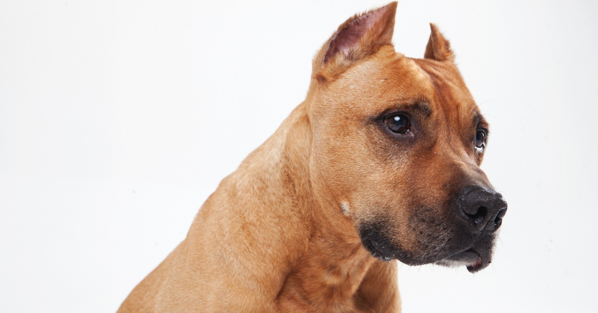 犬種差別 について考える ひめりんご 平蔵 Himeringo Heizo Note 犬種差別 について考える ひめりんご 平蔵 Himeringo Heizo Note