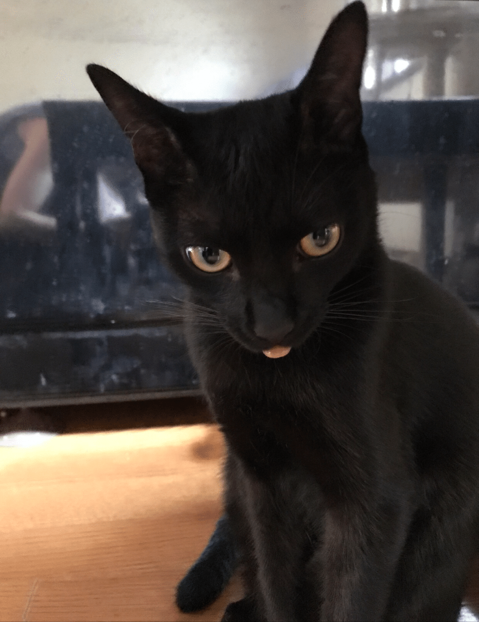 黒猫ジジの舌ぺろ編|あずあず|note