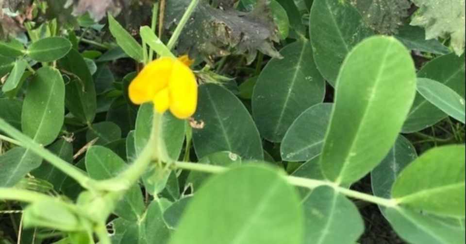 週末なので 家庭菜園 玉ねぎの種をまきました 飯野 修 Note