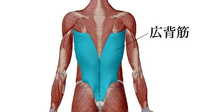 広背筋解剖図