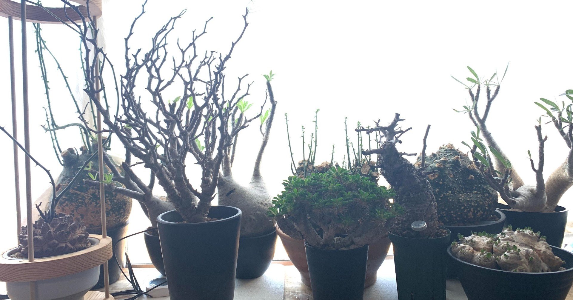グラキリスが置いていそうな塊根植物のお店集めてみました 
