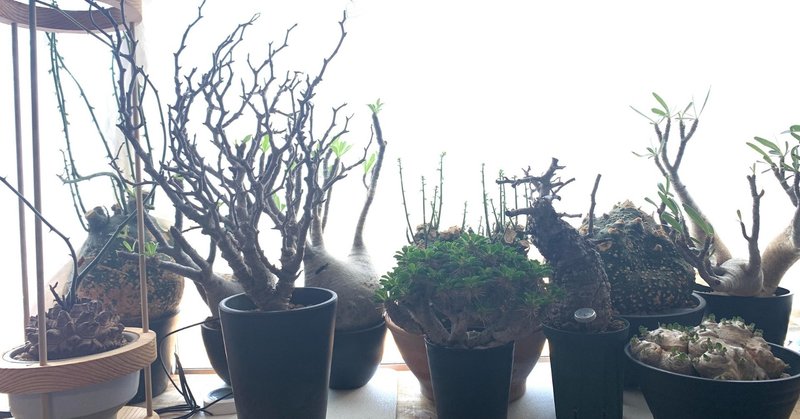 グラキリスが置いていそうな塊根植物のお店集めてみました マダガスカル強め Ssca Note