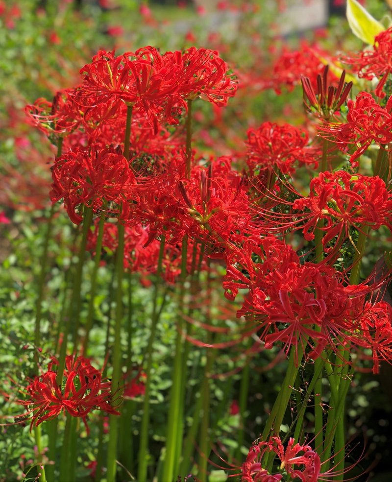 秋の七草 秋の夜長にお花を飾ってリラックス効果抜群 はこねフローリスト Note 秋の七草 秋の夜長にお花を飾ってリラックス効果抜群 はこねフローリスト Note