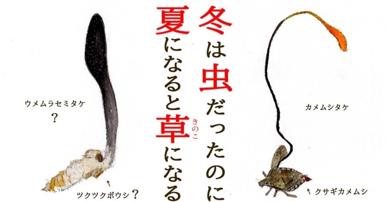 Amazon | 冬虫夏草 サプリ きのこ 年齢ケア コンディション維持