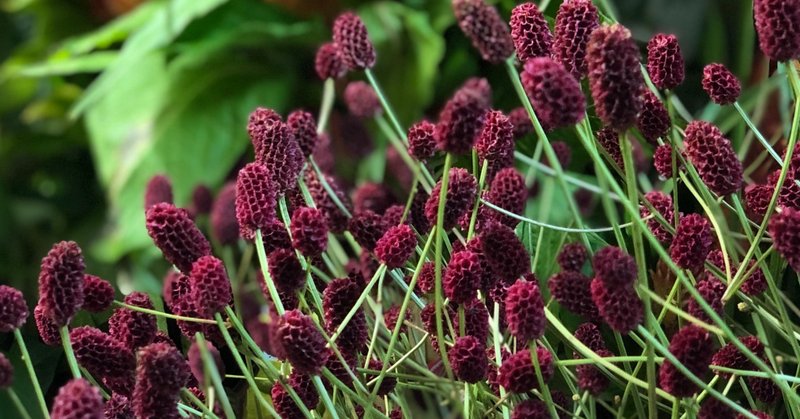 秋の七草 秋の夜長にお花を飾ってリラックス効果抜群 はこねフローリスト Note