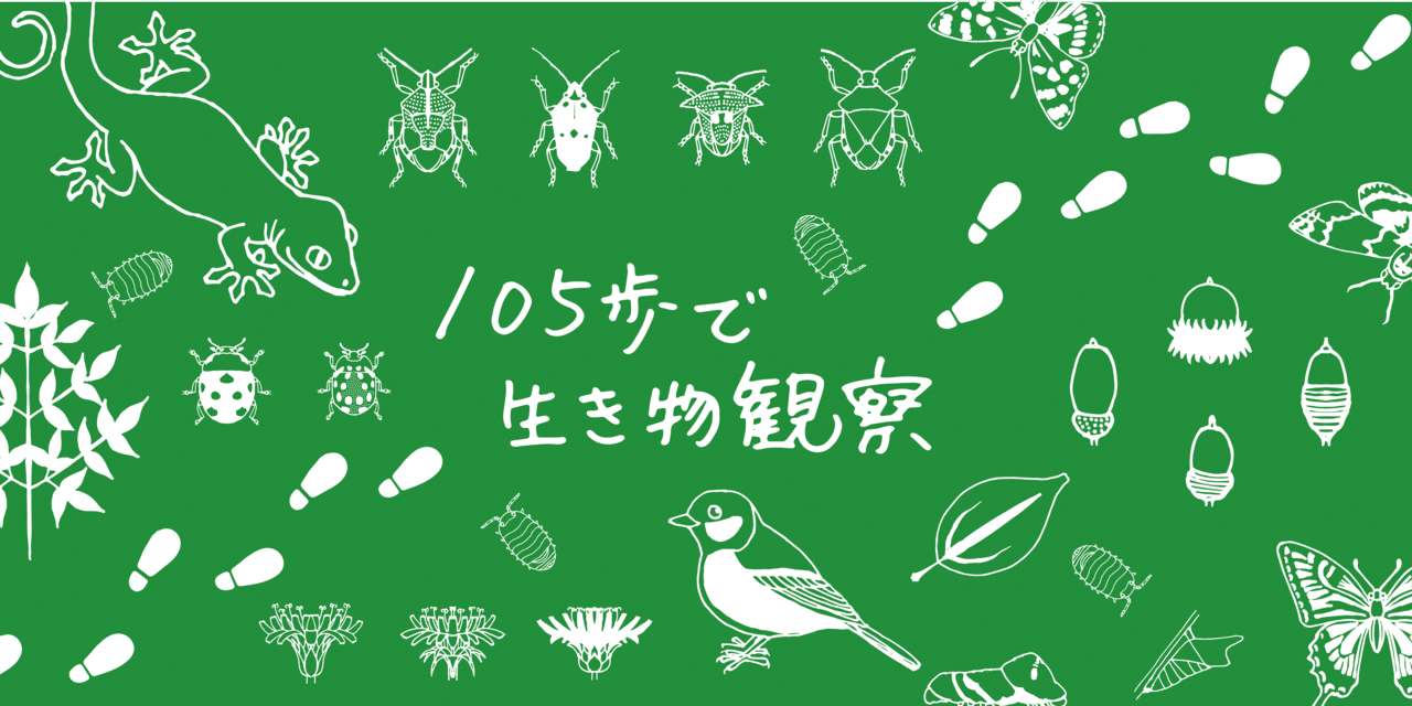 ギザギザ と ツルン 葉っぱの形を観察してみた 浜松科学館 みらいーら ギザギザ と ツルン 葉っぱの形を観察してみた 浜松科学館 みらいーら