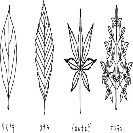 複数枚に見えるけれど、実は1枚な葉っぱの話｜浜松科学館 みらいーら