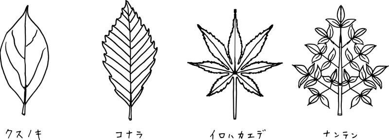 複数枚に見えるけれど 実は1枚な葉っぱの話 浜松科学館 みらいーら