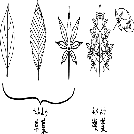 複数枚に見えるけれど、実は1枚な葉っぱの話｜浜松科学館 みらいーら