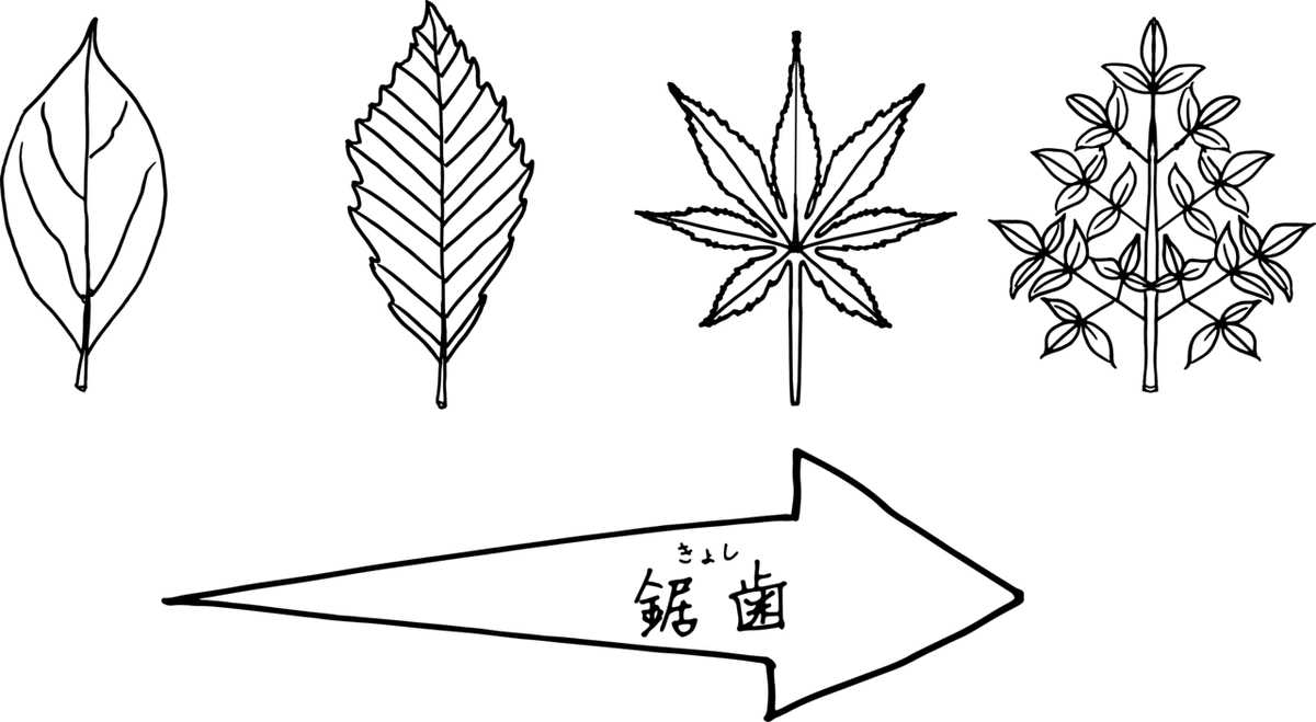 複数枚に見えるけれど、実は1枚な葉っぱの話｜浜松科学館 みらいーら