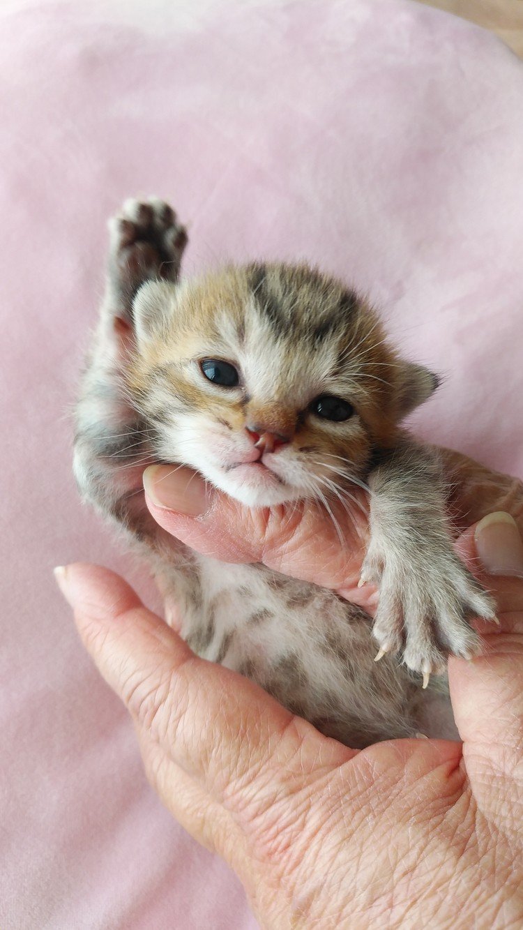 赤ちゃん猫 の新着タグ記事一覧 Note つくる つながる とどける