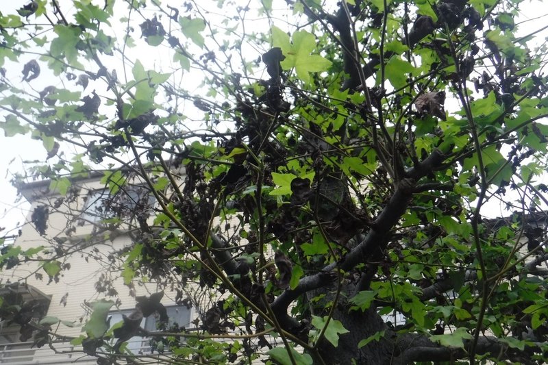 植物たちと別荘 夢は想い続けると叶う かなこ Note