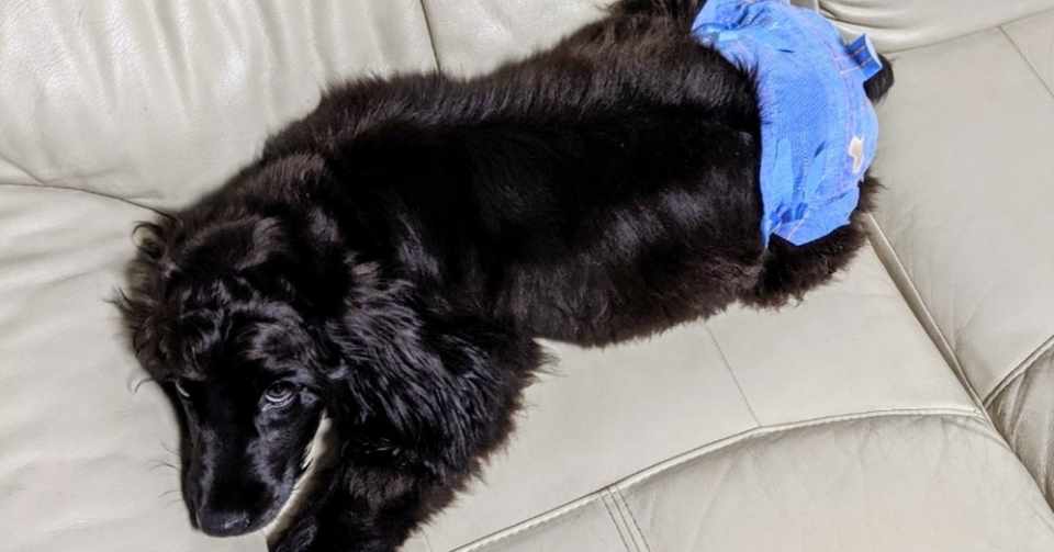 犬も屈辱の感情はある 我が家のイングリッシュコッカースパニエル Note