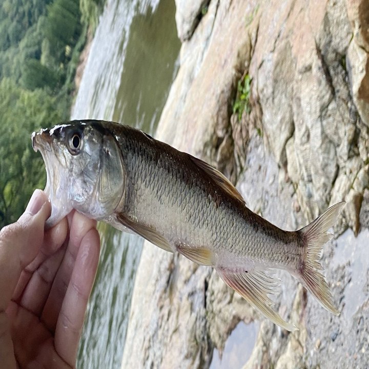 山を買ったやつ ツリーハウスを作ったやつ 気球を飛ばせるやつとウグイを食べた話 竹本 純 田舎スローライフとデザインの記録 Note