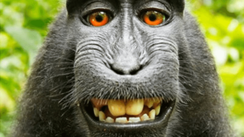 サルの自撮り の著作権は誰にあるのか 前代未聞の権利論争に迫る 仁大 ばなし Willy Nilly 編集長 Note