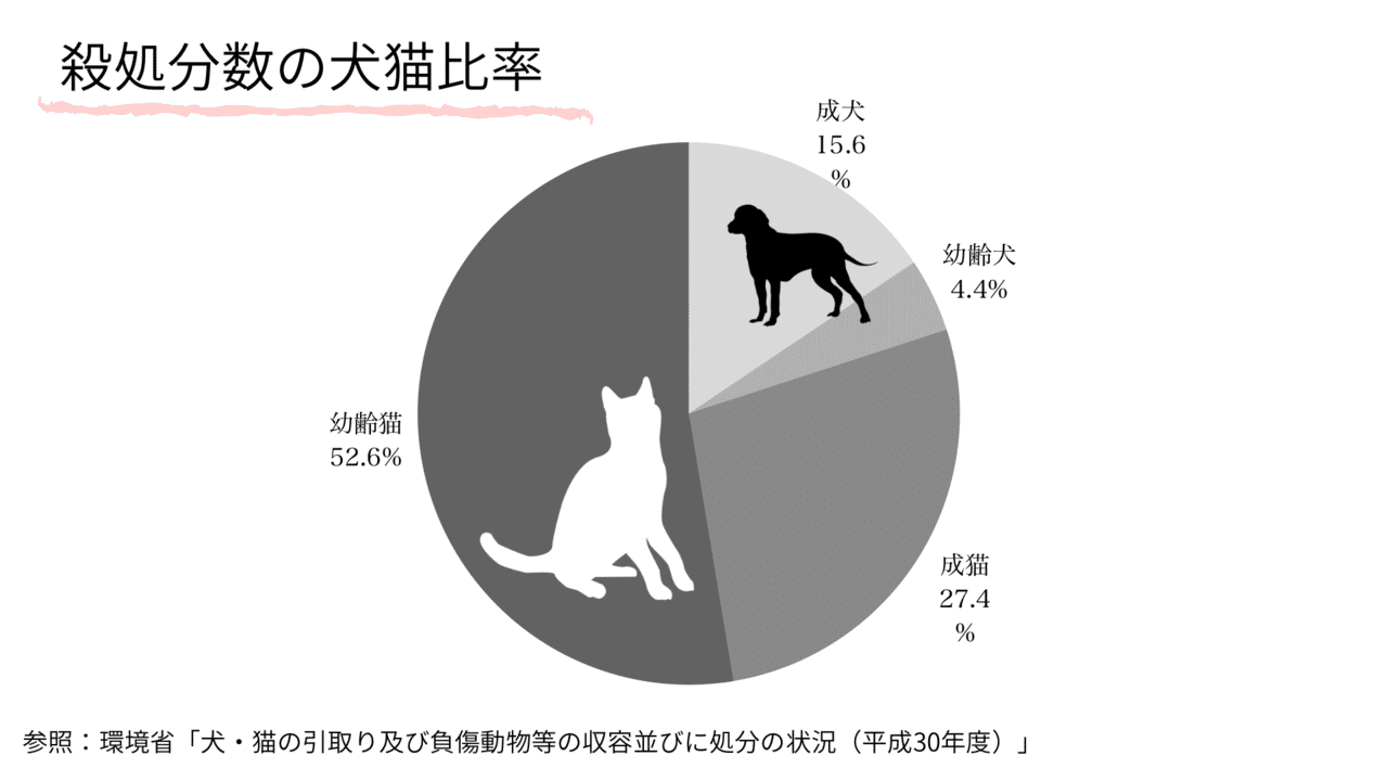 年 犬猫の殺処分問題の現状と課題とは 井島 七海 Petokoto Inc Note