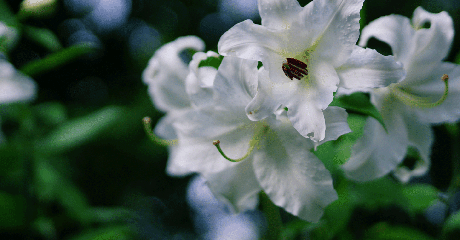 マイ葬式プレイリスト 後編 コヤマ ヨウ Note