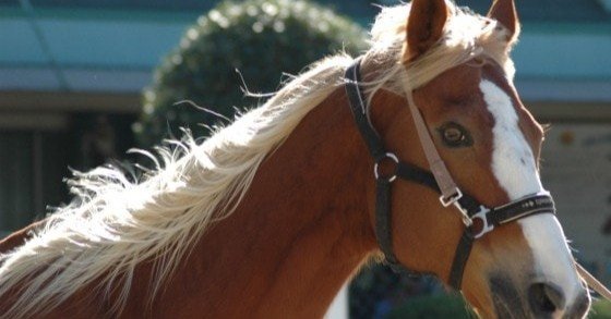 やーか　馬の尾の毛 馬のしっぽの毛 ストラップ 3種類 栗毛 鹿毛 芦毛 【馬っこパーク