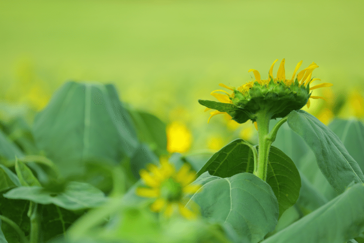 空を

みあげていこう

#花　#幸せ　#こころ　#あなたの応援団　#写真　#フォトポエム　#フォトポエムカウンセラー