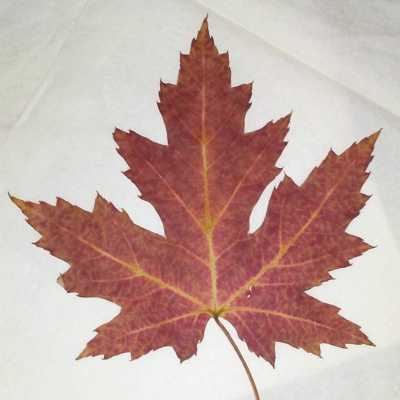 カナダでの生活とメープルの存在 笑子 J Montreal カナダ モントリオールよりお届けします Note カナダでの生活とメープルの存在 笑子 J Montreal カナダ モントリオールよりお届けします Note