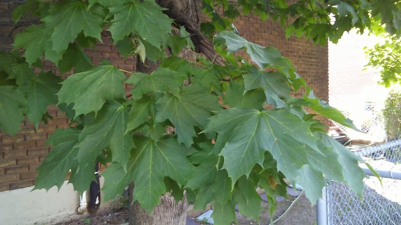 カナダでの生活とメープルの存在 笑子 J Montreal カナダ モントリオールよりお届けします Note