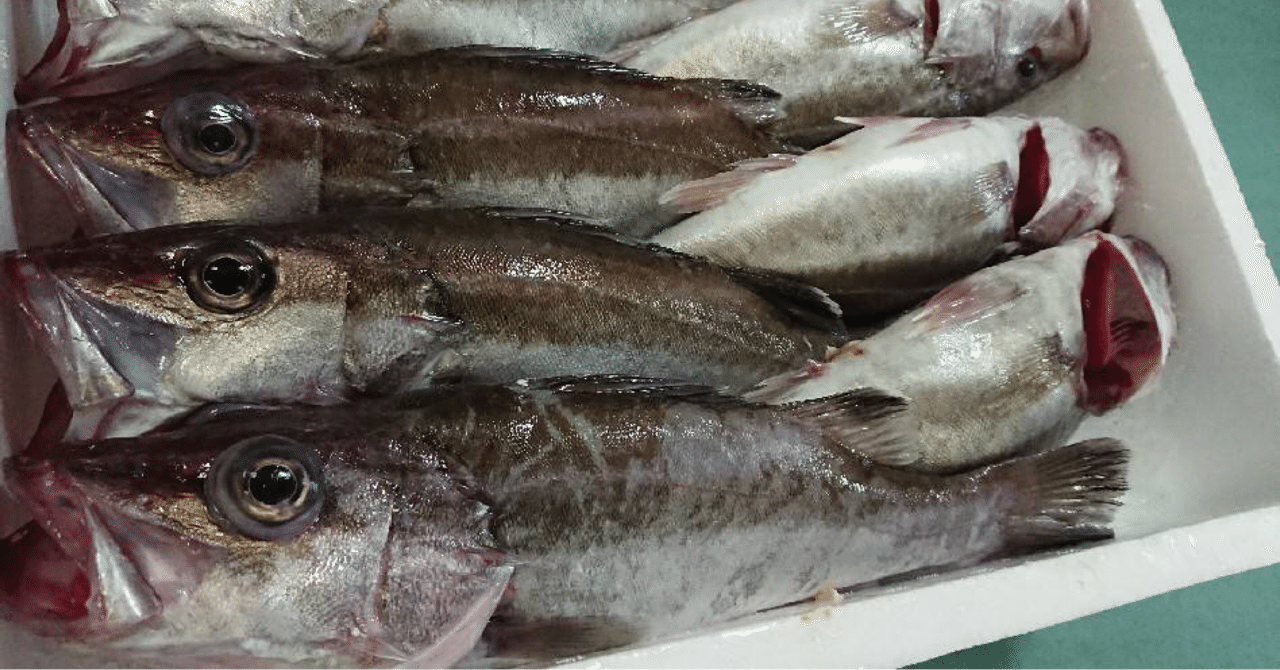 新潟 佐渡沖 幻の魚 ともいわれるアラ 魚が来る 明日 新潟から 鮮魚通販 Note