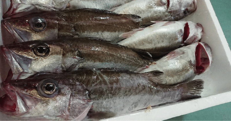 新潟 佐渡沖 幻の魚 ともいわれるアラ 魚が来る 明日 新潟から 鮮魚通販 Note