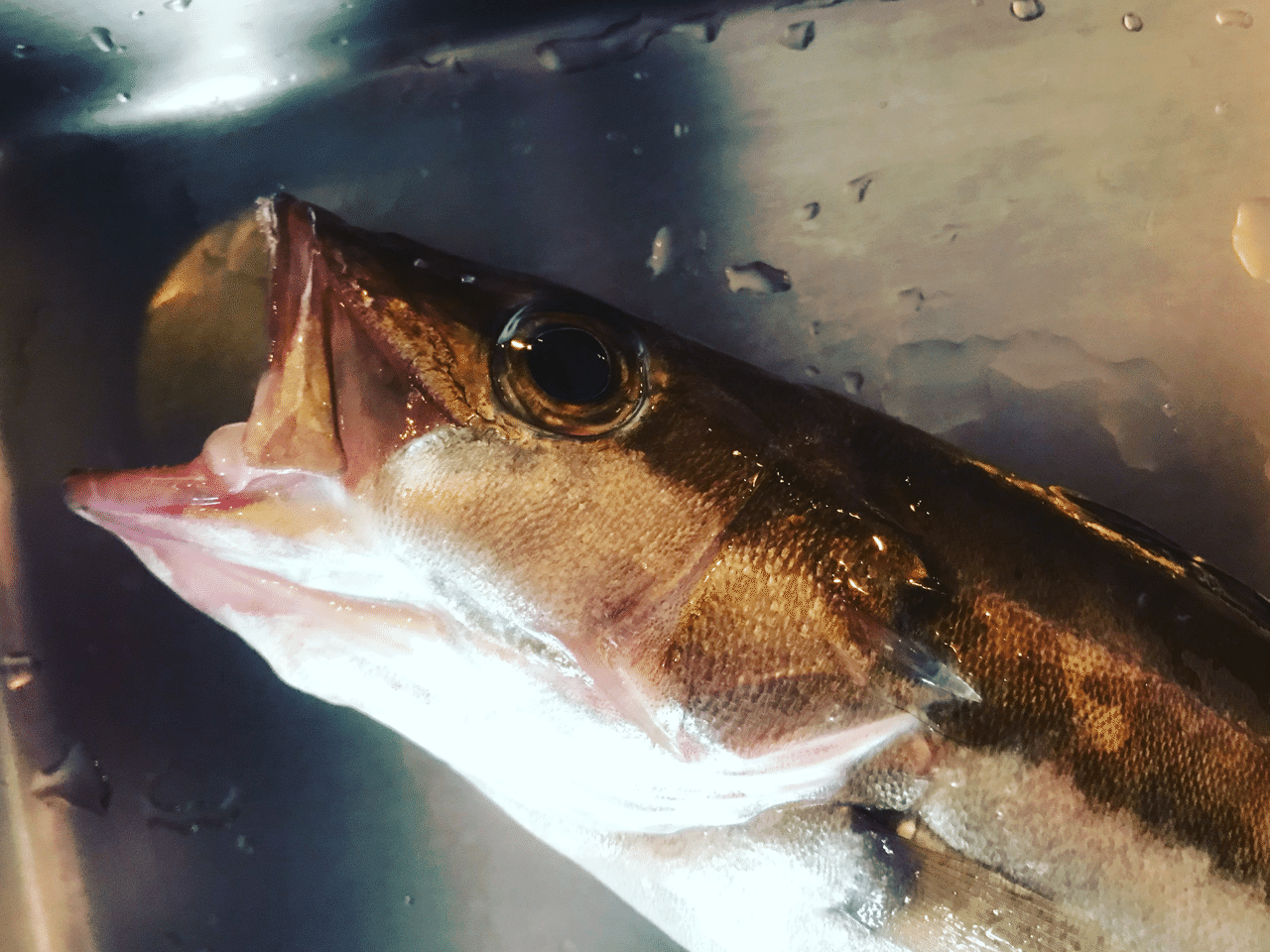 新潟 佐渡沖 幻の魚 ともいわれるアラ 魚が来る 明日 新潟から 鮮魚通販 Note 新潟 佐渡沖 幻の魚 ともいわれるアラ 魚が来る 明日 新潟から 鮮魚通販 Note