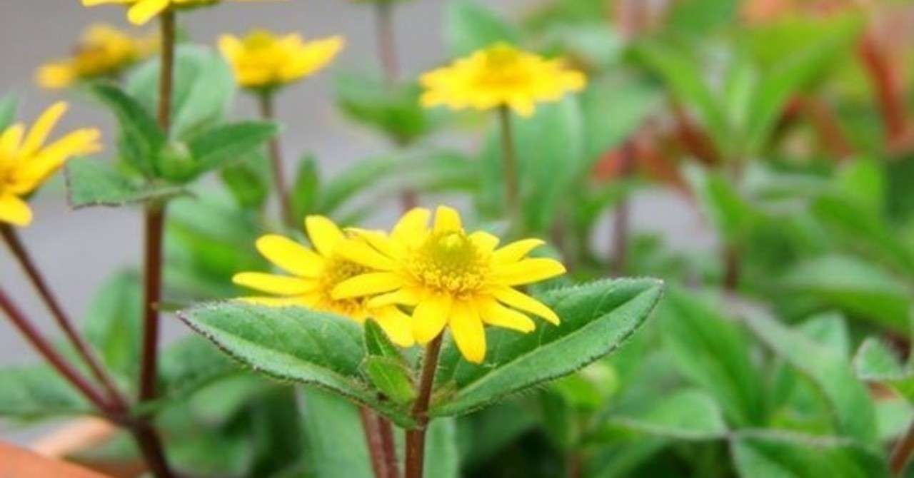 ジャノメギク 9月21日 誕生花 花咲かせおじさん すべての人に花を Note