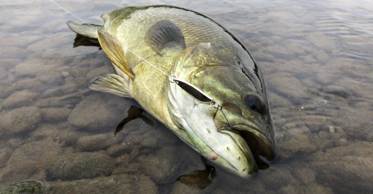 多摩川釣行記 5 Hiro Note 多摩川釣行記 5 Hiro Note