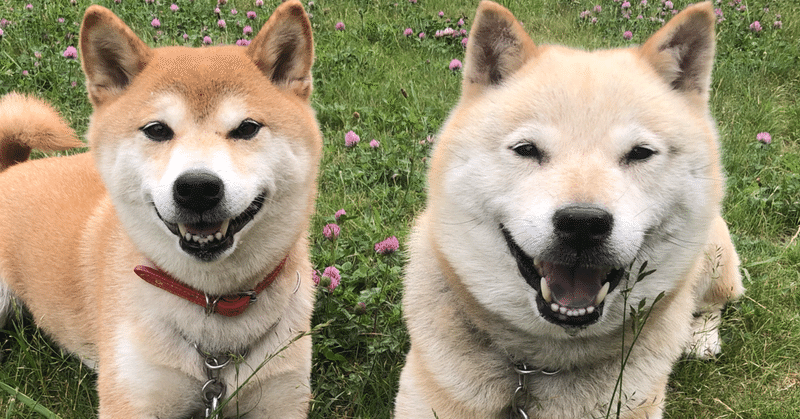 きな茶note始めてみます きなこと茶々 Note