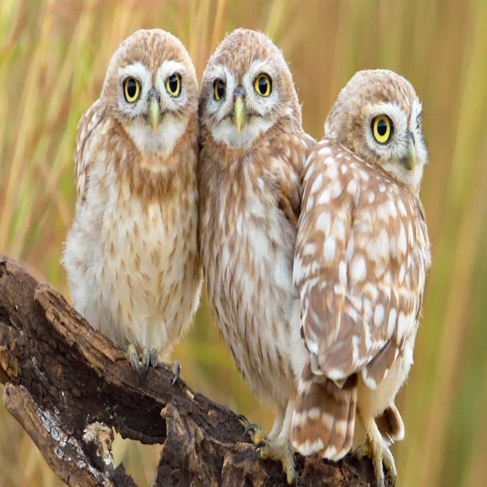 フクロウ 猛禽類 の扱い方5つのルール Kt Note