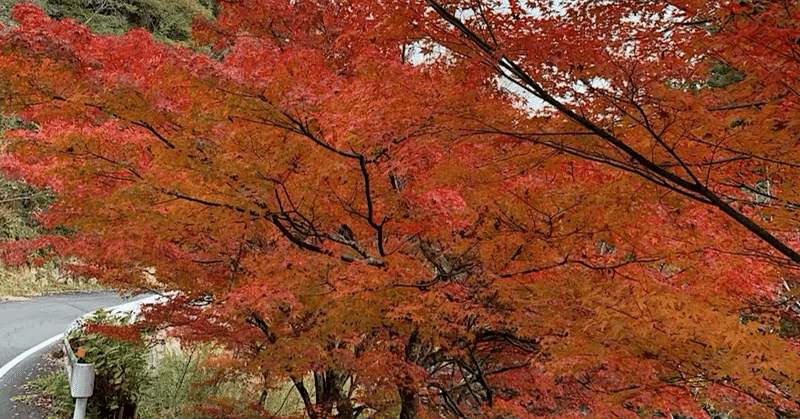 岡山の秋！！庭師オススメの紅葉スポット！！