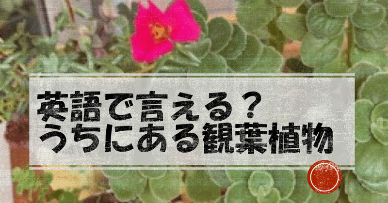 英語で言える うちにある観葉植物 Wave 1級翻訳士 Note 英語で言える うちにある観葉植物 Wave 1級翻訳士 Note