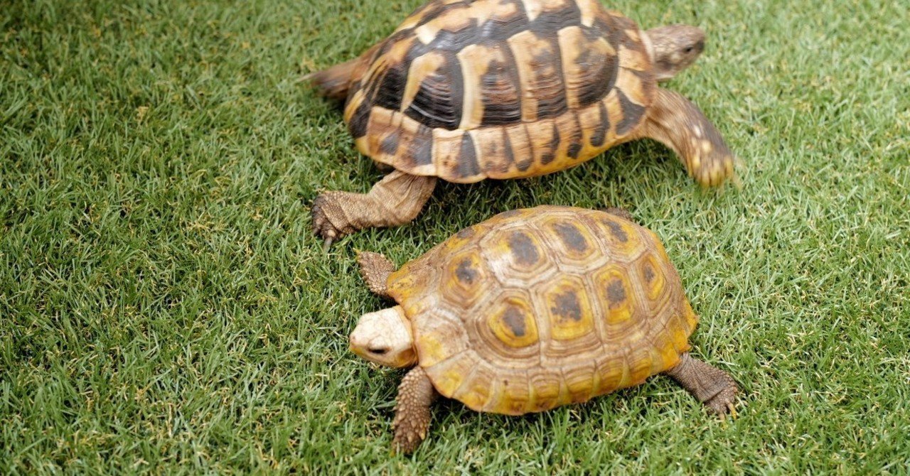 爬虫類散歩 の 是 非 を考える Pe110 Note