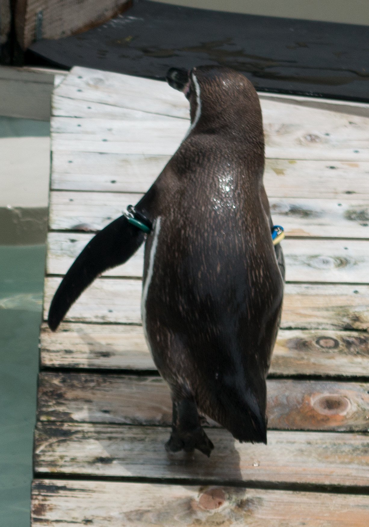 ぺんぎんさんの うしろすがた｜ともゆき