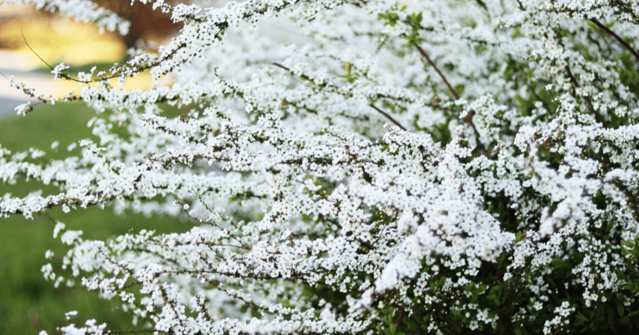 ペンネームのつけ方について 柳田知雪 Note