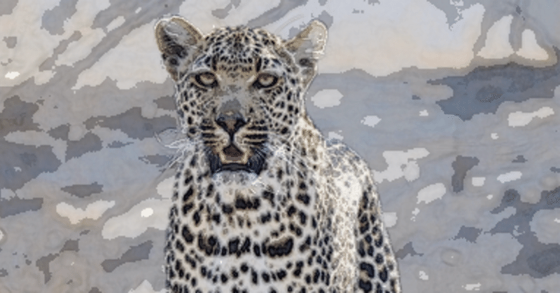 短編小説 さみしがり屋のヒョウ マツダシバコ 短編小説家 Note