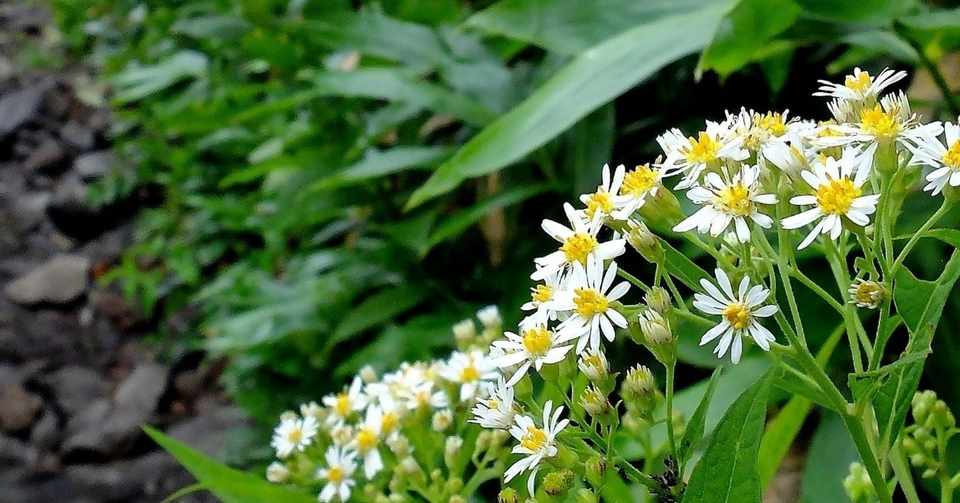 秋の気配 ゴマナ咲く Hhaannaaiihh Note