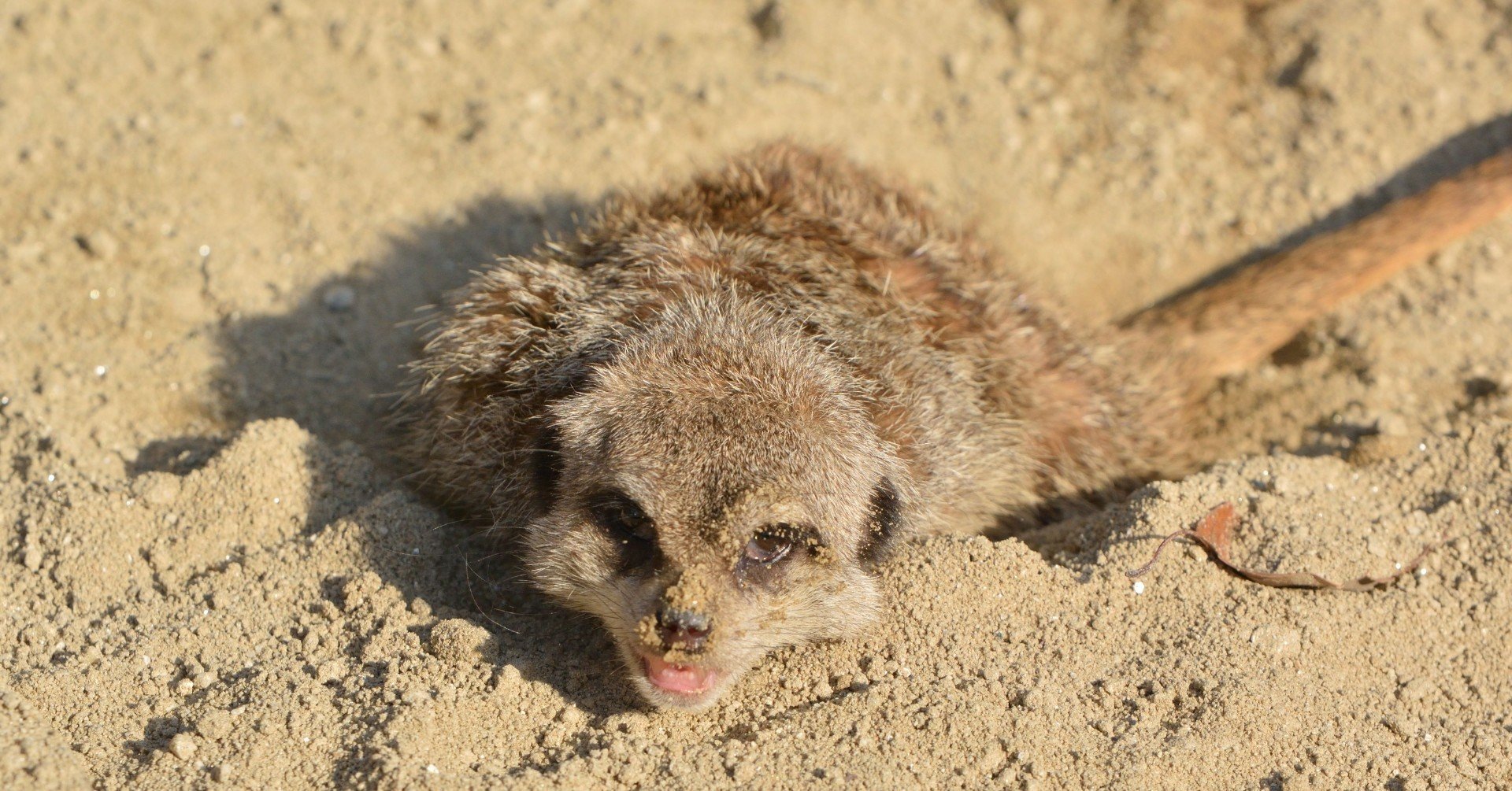 ちゃんよし☆ナマケモノちゃん、ミーアキャットちゃん 7e32b7f7-s.jpg