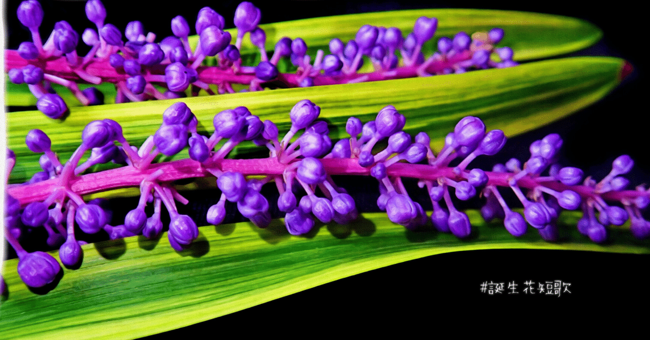 9月日 誕生花は藪蘭 誕生花短歌 御子柴 流歌 Note 9月日 誕生花は藪蘭 誕生花短歌 御子柴 流歌 Note