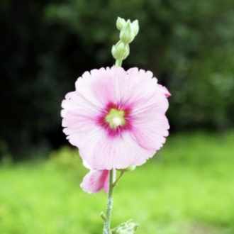 9 日記のメリット Hollyhock Lifememo Note