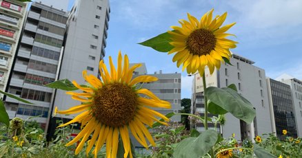 スプラッシュマウンテン」の人気タグ記事一覧｜note ――つくる