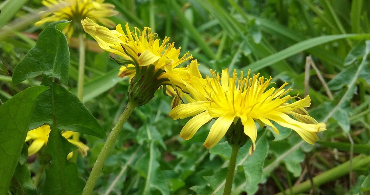 虫媒花・風媒花・鳥媒花・水媒花　それぞれの種類の一例を挙げました