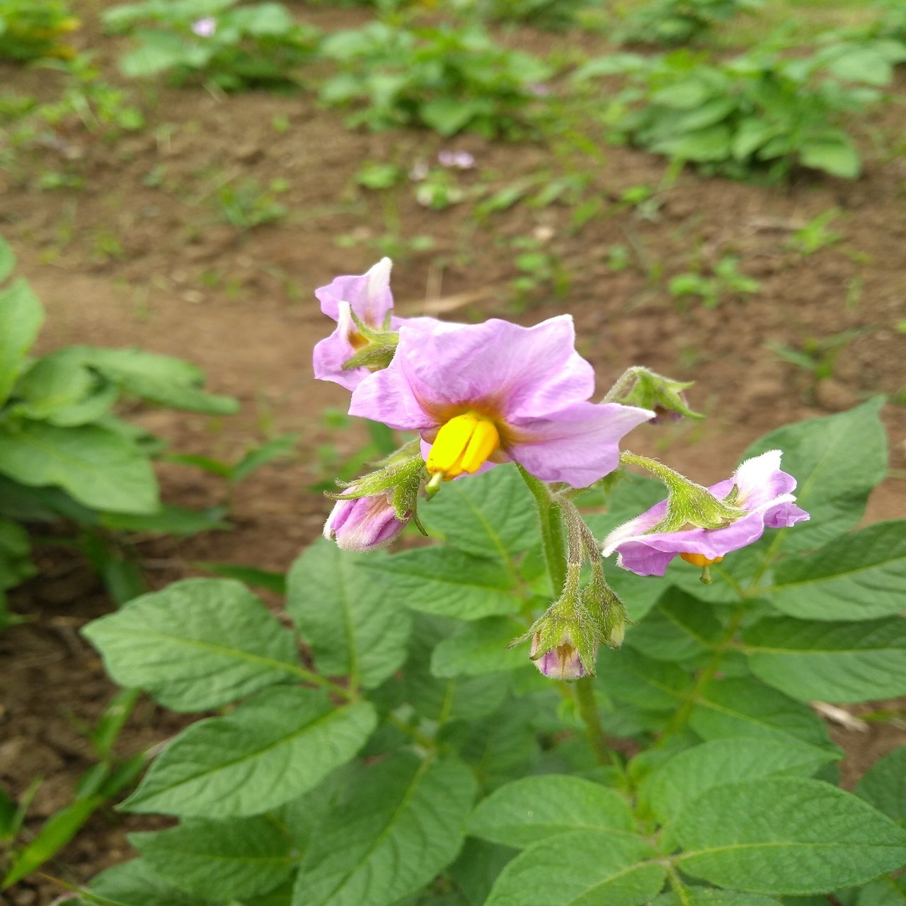 虫媒花 風媒花 鳥媒花 水媒花 それぞれの種類の一例を挙げました 神田 直也 Note
