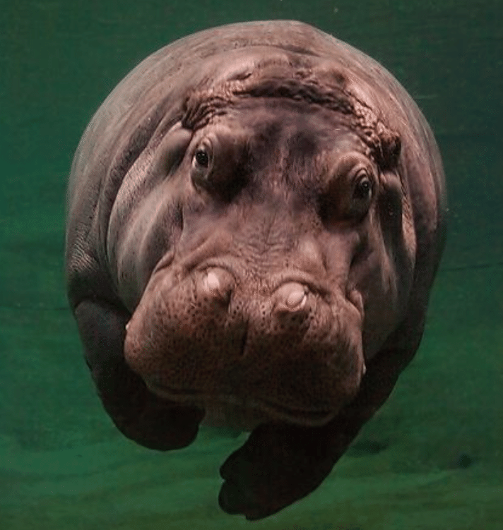 頭が悪いのに頭良さそうって言われる方法 谷口大 Note