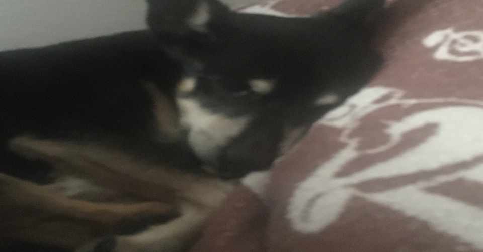 世界一かわいい犬が死んだ日 メイメイ Note