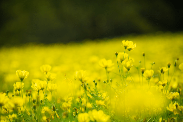 わたしと

仲良しで

いよう

#花　#幸せ　#こころ　#あなたの応援団　#写真　#フォトポエム　#フォトポエムカウンセラー